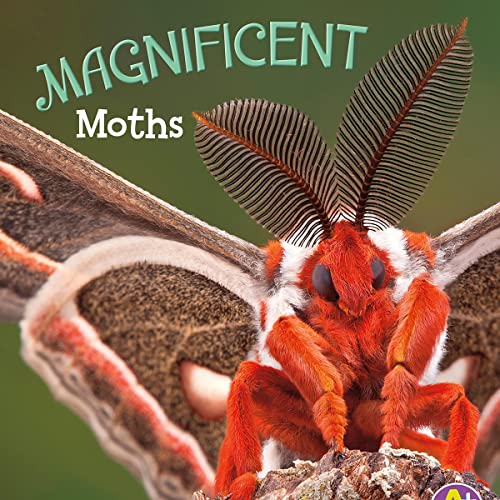 Cover of Magnificent Moths