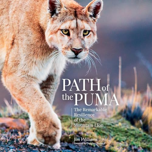 Cover of Path of the Puma