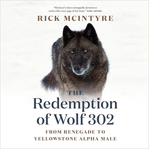Cover of The Redemption of Wolf 302: From Renegade to Yellowstone Alpha Male