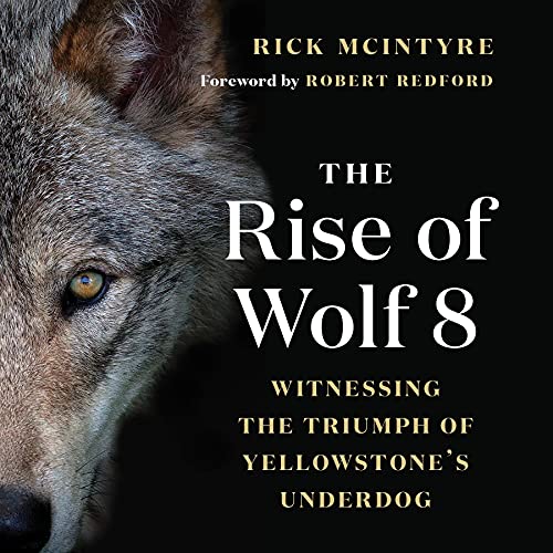 Cover of The Rise of Wolf 8