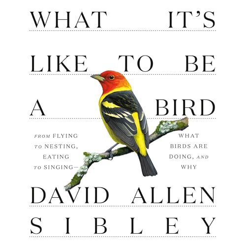 Cover of What It's Like to Be a Bird