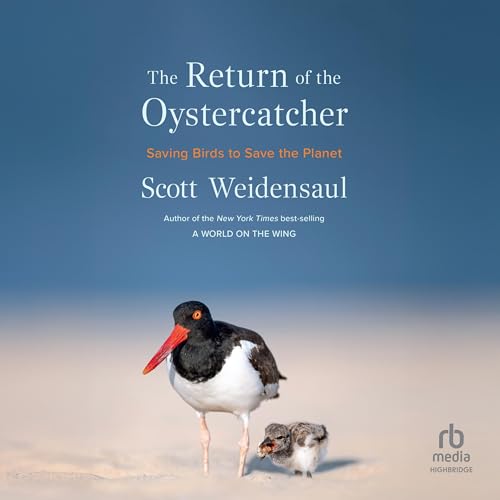 Cover of The Return of the Oystercatcher