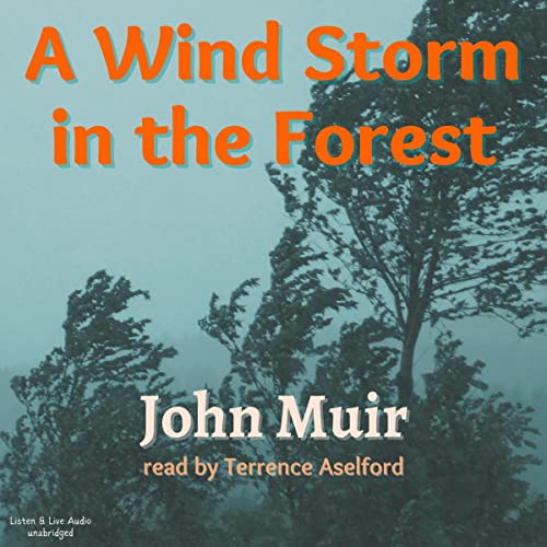 Cover of A Wind Storm in the Forest